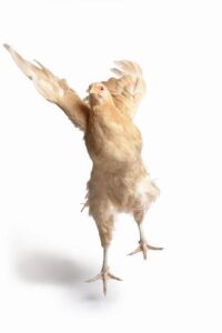 Why Have Chickens? Image